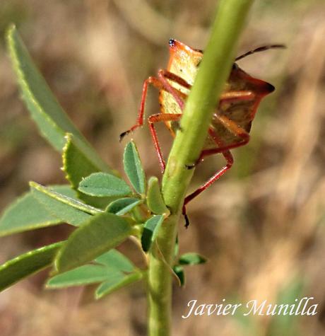 Carpocoris fuscipinus (Chinche de escudo) Carpocoris fuscipinus (Chinche de escudo)