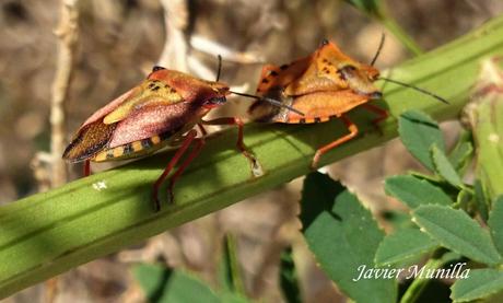 Carpocoris fuscipinus (Chinche de escudo) Carpocoris fuscipinus (Chinche de escudo)