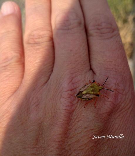 Carpocoris fuscipinus (Chinche de escudo) Carpocoris fuscipinus (Chinche de escudo)