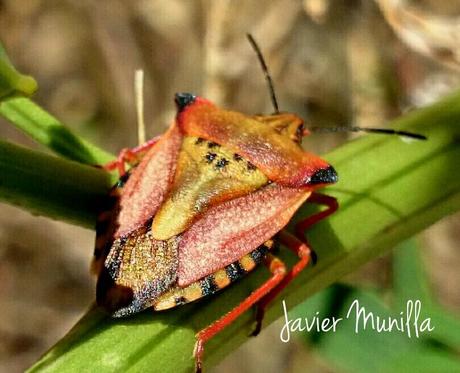 Carpocoris fuscipinus (Chinche de escudo) Carpocoris fuscipinus (Chinche de escudo)