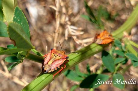 Carpocoris fuscipinus (Chinche de escudo) Carpocoris fuscipinus (Chinche de escudo)