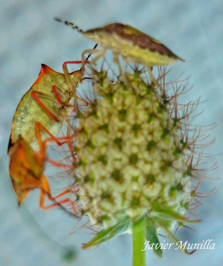 Carpocoris fuscipinus (Chinche de escudo) Carpocoris fuscipinus (Chinche de escudo)