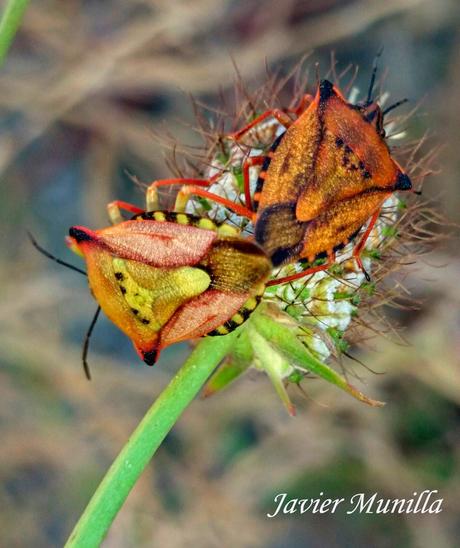 Carpocoris fuscipinus (Chinche de escudo) Carpocoris fuscipinus (Chinche de escudo)