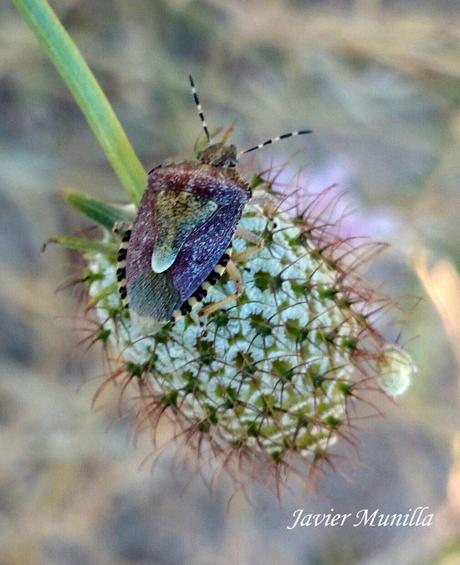 Carpocoris fuscipinus (Chinche de escudo) Carpocoris fuscipinus (Chinche de escudo)