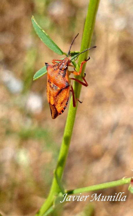 Carpocoris fuscipinus (Chinche de escudo) Carpocoris fuscipinus (Chinche de escudo)