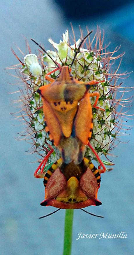 Carpocoris fuscipinus (Chinche de escudo) Carpocoris fuscipinus (Chinche de escudo)