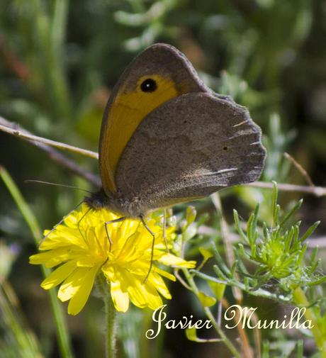 Maniola jurtina (La Loba) y Pyronia bathseba (Lobito Listado) Maniola jurtina (La Loba) y Pyronia bathseba (Lobito Listado)