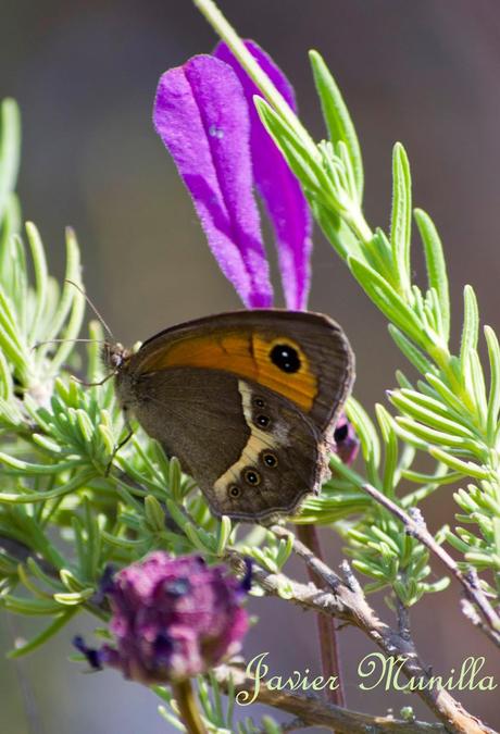 Maniola jurtina (La Loba) y Pyronia bathseba (Lobito Listado) Maniola jurtina (La Loba) y Pyronia bathseba (Lobito Listado)