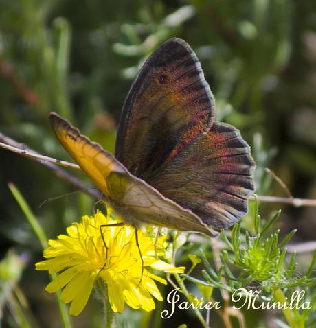 Maniola jurtina (La Loba) y Pyronia bathseba (Lobito Listado) Maniola jurtina (La Loba) y Pyronia bathseba (Lobito Listado)