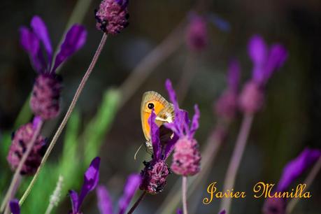 Maniola jurtina (La Loba) y Pyronia bathseba (Lobito Listado) Maniola jurtina (La Loba) y Pyronia bathseba (Lobito Listado)