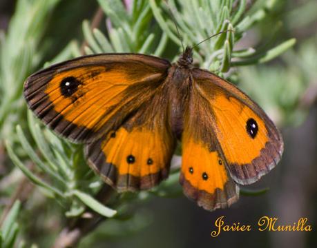 Maniola jurtina (La Loba) y Pyronia bathseba (Lobito Listado) Maniola jurtina (La Loba) y Pyronia bathseba (Lobito Listado)