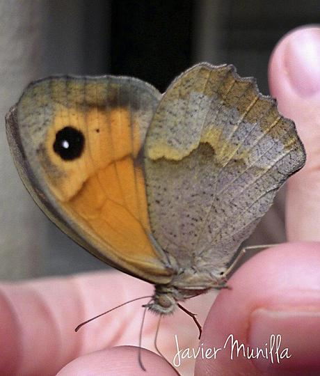 Maniola jurtina (La Loba) y Pyronia bathseba (Lobito Listado) Maniola jurtina (La Loba) y Pyronia bathseba (Lobito Listado)