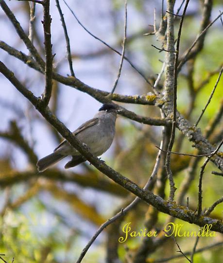 CURRUCA CAPIROTADA (Sylvia atricapilla) CURRUCA CAPIROTADA (Sylvia atricapilla)