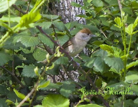 CURRUCA CAPIROTADA (Sylvia atricapilla) CURRUCA CAPIROTADA (Sylvia atricapilla)