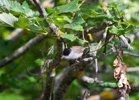 CURRUCA CAPIROTADA (Sylvia atricapilla) CURRUCA CAPIROTADA (Sylvia atricapilla)