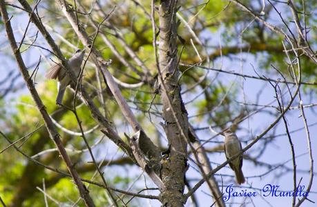 CURRUCA CAPIROTADA (Sylvia atricapilla) CURRUCA CAPIROTADA (Sylvia atricapilla)