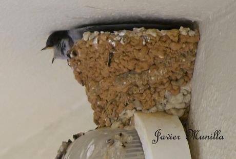AVIÓN COMÚN (Delichon urbica) AVIÓN COMÚN (Delichon urbica)
