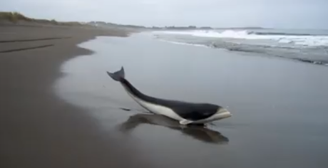 Delfín liso del Sur Delfín liso del Sur