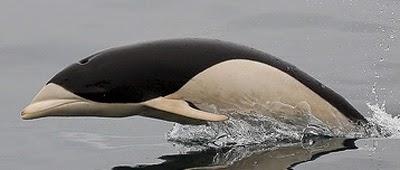 Delfín liso del Sur Delfín liso del Sur