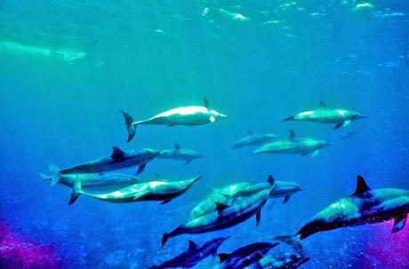 Fernando de Noronha Fernando de Noronha