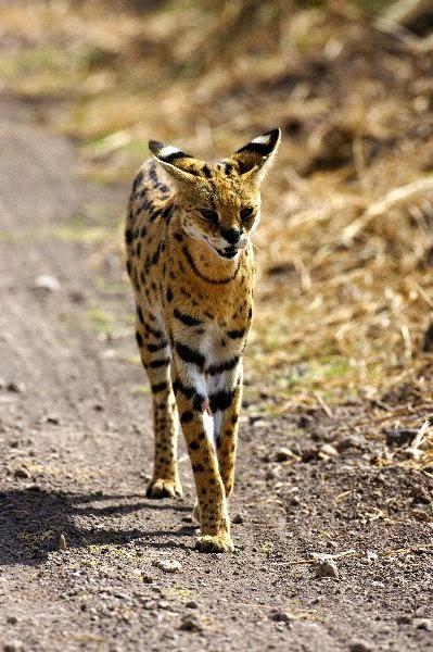 Serval Serval