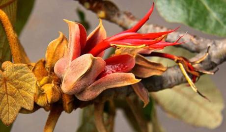 Devil´s Hand Tree Devil´s Hand Tree