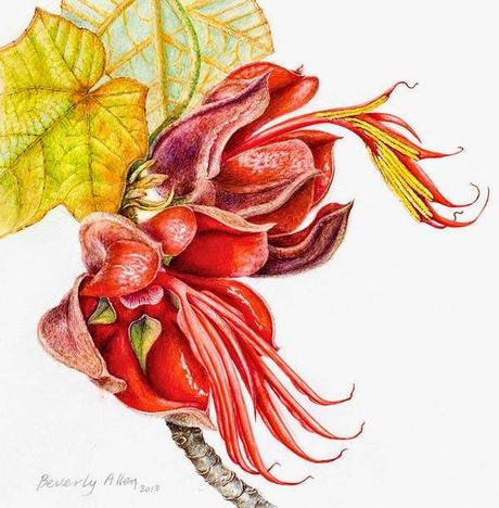 Devil´s Hand Tree Devil´s Hand Tree