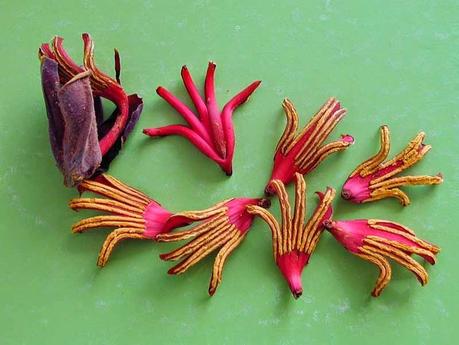 Devil´s Hand Tree Devil´s Hand Tree