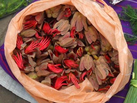 Devil´s Hand Tree Devil´s Hand Tree