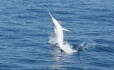 Capturan el primer Blue Marlin albino en Costa Rica Costa Rica Fishing Trip (4)