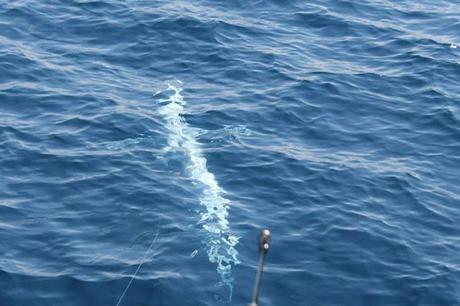 Capturan el primer Blue Marlin albino en Costa Rica Costa Rica Fishing Trip (5)