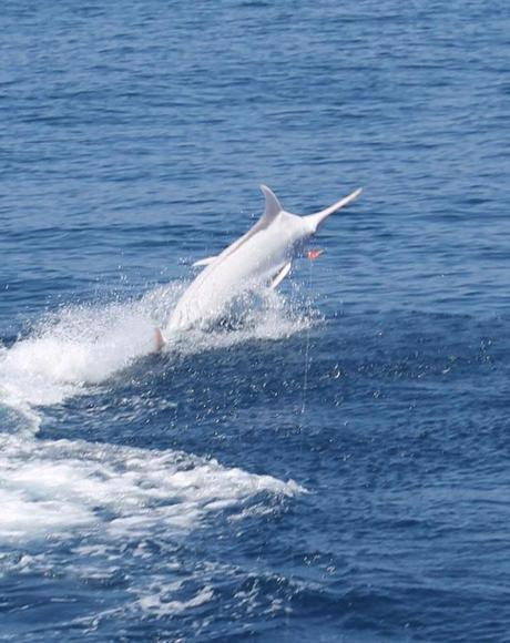 Capturan el primer Blue Marlin albino en Costa Rica Costa Rica Fishing Trip (3)