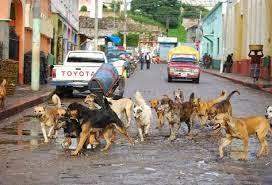 QUIERO SER PERRO QUIERO SER PERRO
