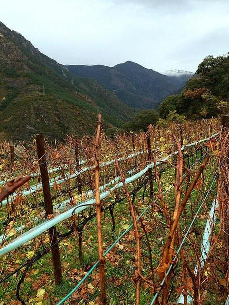 Andorra y sus vinos Viñedo de Casa Beal Andorra en otoño