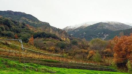 Andorra y sus vinos Viñedo de Casa Beal Andorra en otoño 2
