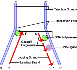 Duplicación del DNA