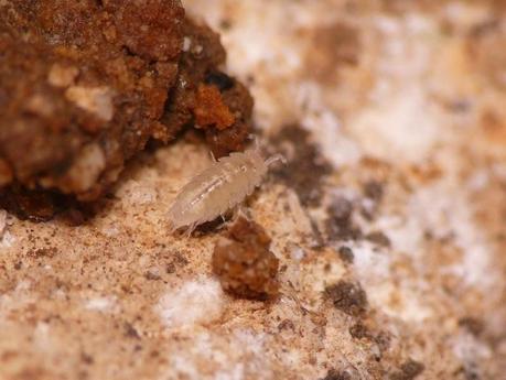 Puente espeleológico intenso Puente espeleológico intenso