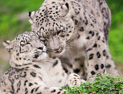 El leopardo de las nieves