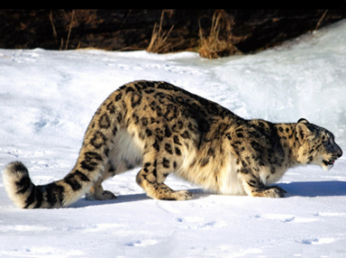 El leopardo de las nieves