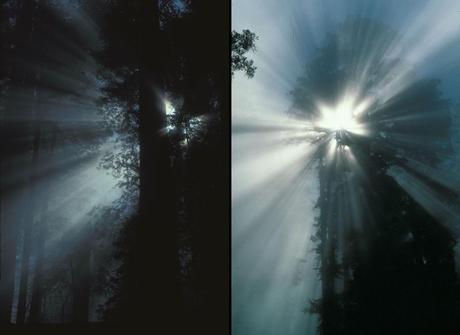 Redwood Rays through the fog, crepuscular rays, starburst in coastal redwoods