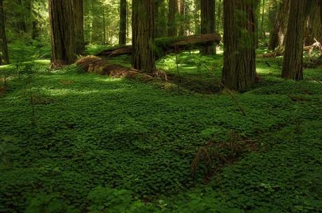 Redwoods, green forest floor