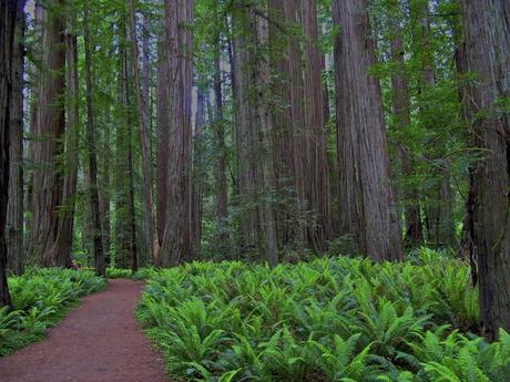 Stout Grove, Jedediah Smith Redwoods State Park