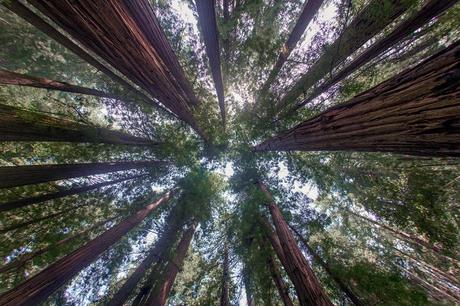 A gift from God Looking up at the redwoods in Muir Woods
