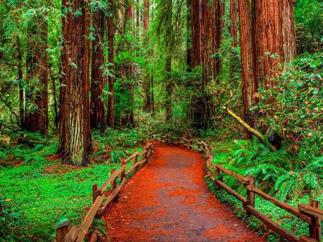 Muir Woods Walkway, redwoods