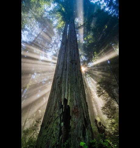 Redwood Starburst, light rays, fog and giant redwoods