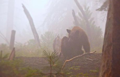Bear in the foggy Sequoia Redwoods forest