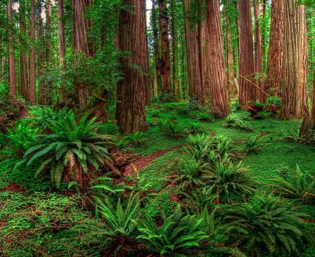 HDR Panoramic shot of Stout Grove, Humboldt County, California