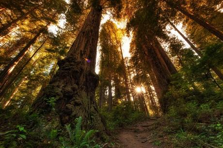 James Irvine Trail in Prairie Creek Redwoods State Park
