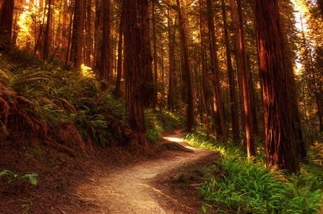 James Irvine Trail, Prairie Creek Redwoods State Park