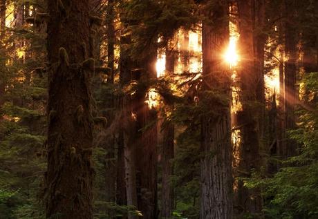 Crepuscular rays, the coastal Redwood forests of northern California at sunset